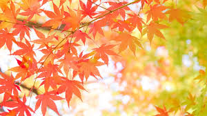 秋ですね(^^)！